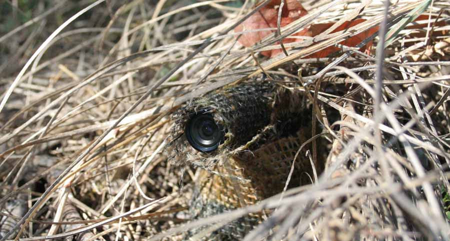 field surveillance camera