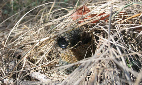 GETTING MORE FROM BULLET CAMERAS